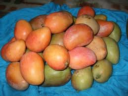 mangoes